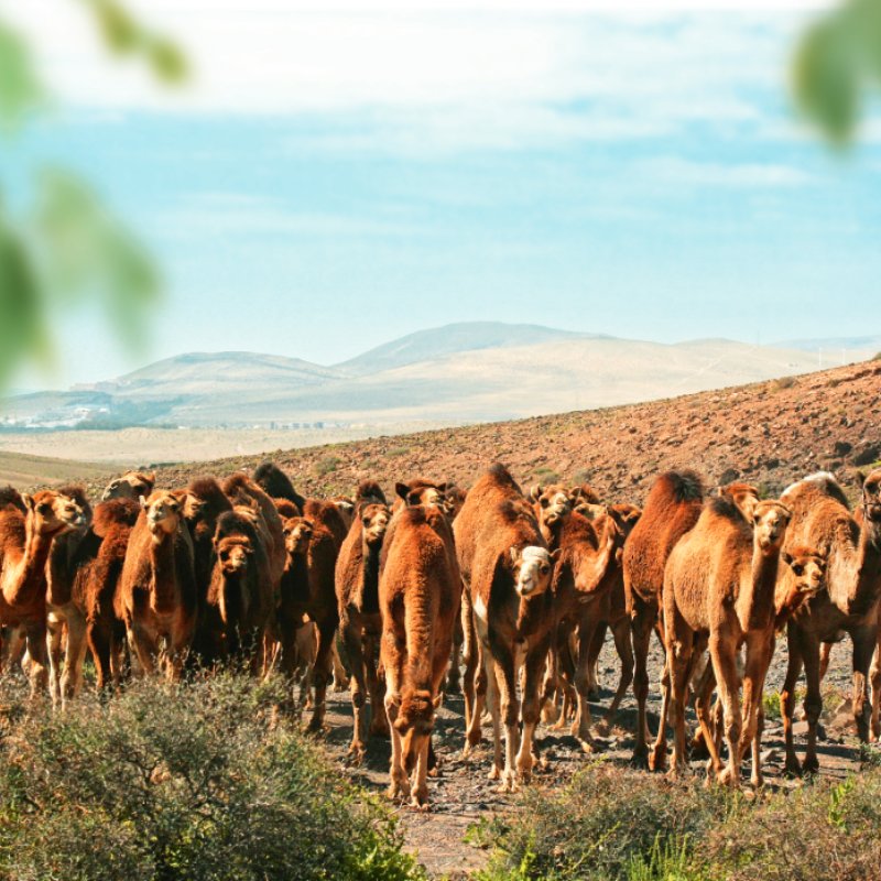 Oasis Wildlife Fuerteventura